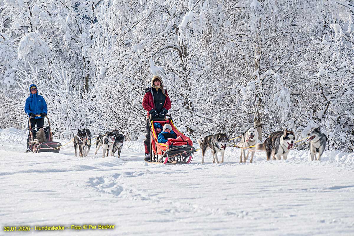 Hundekøyring på Øyane