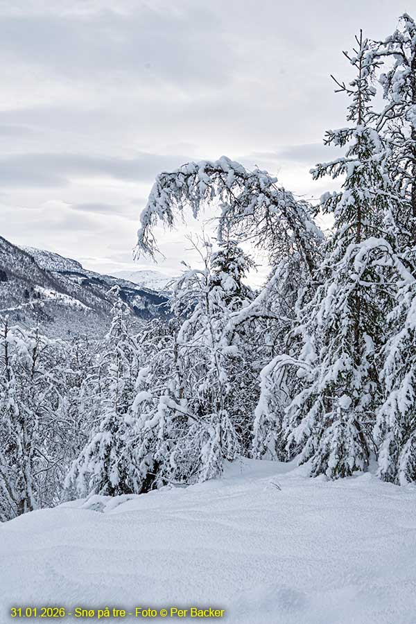 Snø på tre