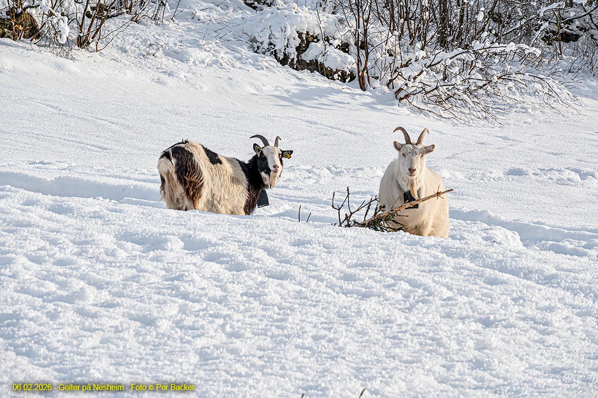 Geiter på Nesheim