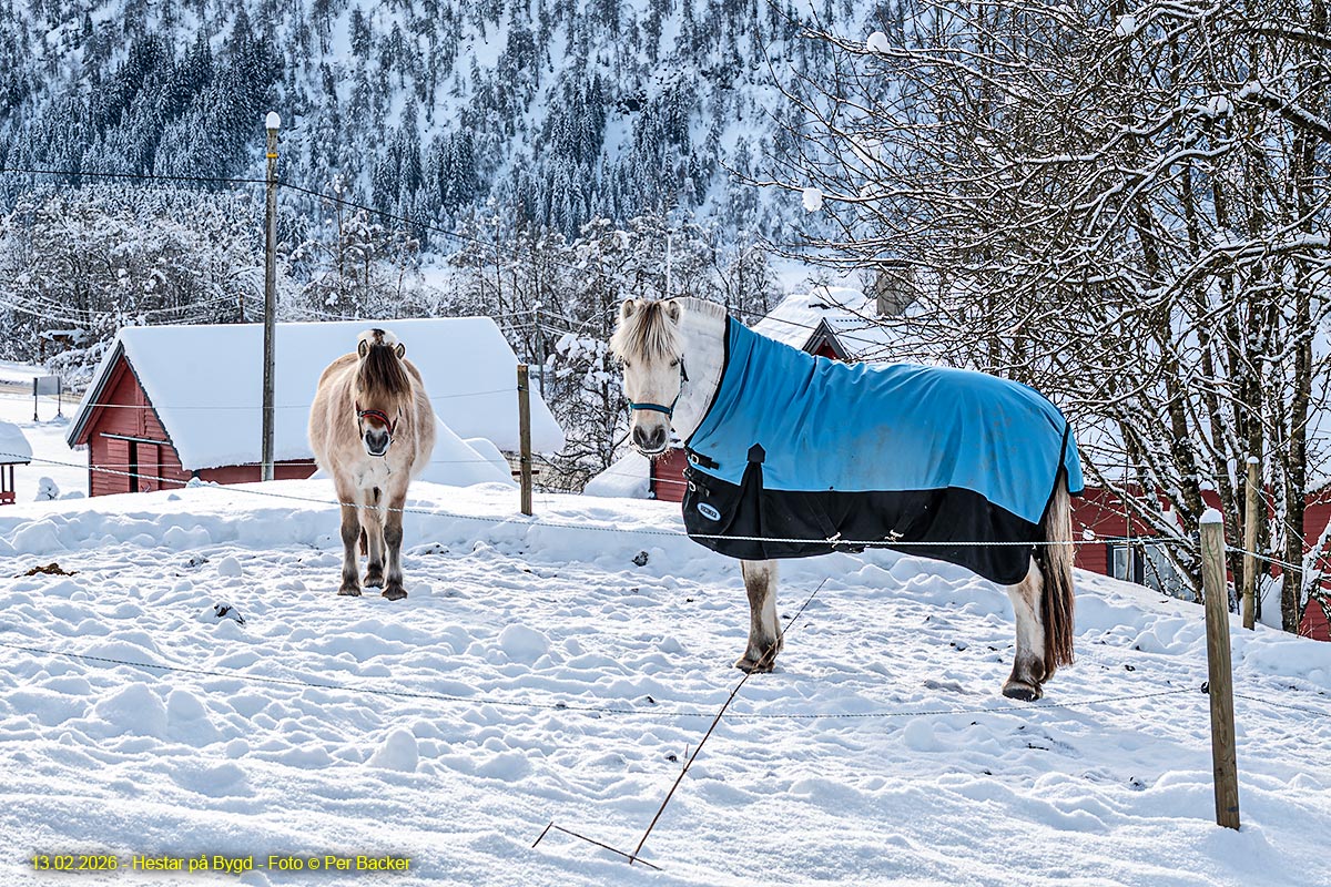Hestar på Bygd