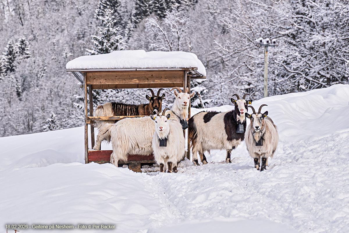 Geitene på Nesheim