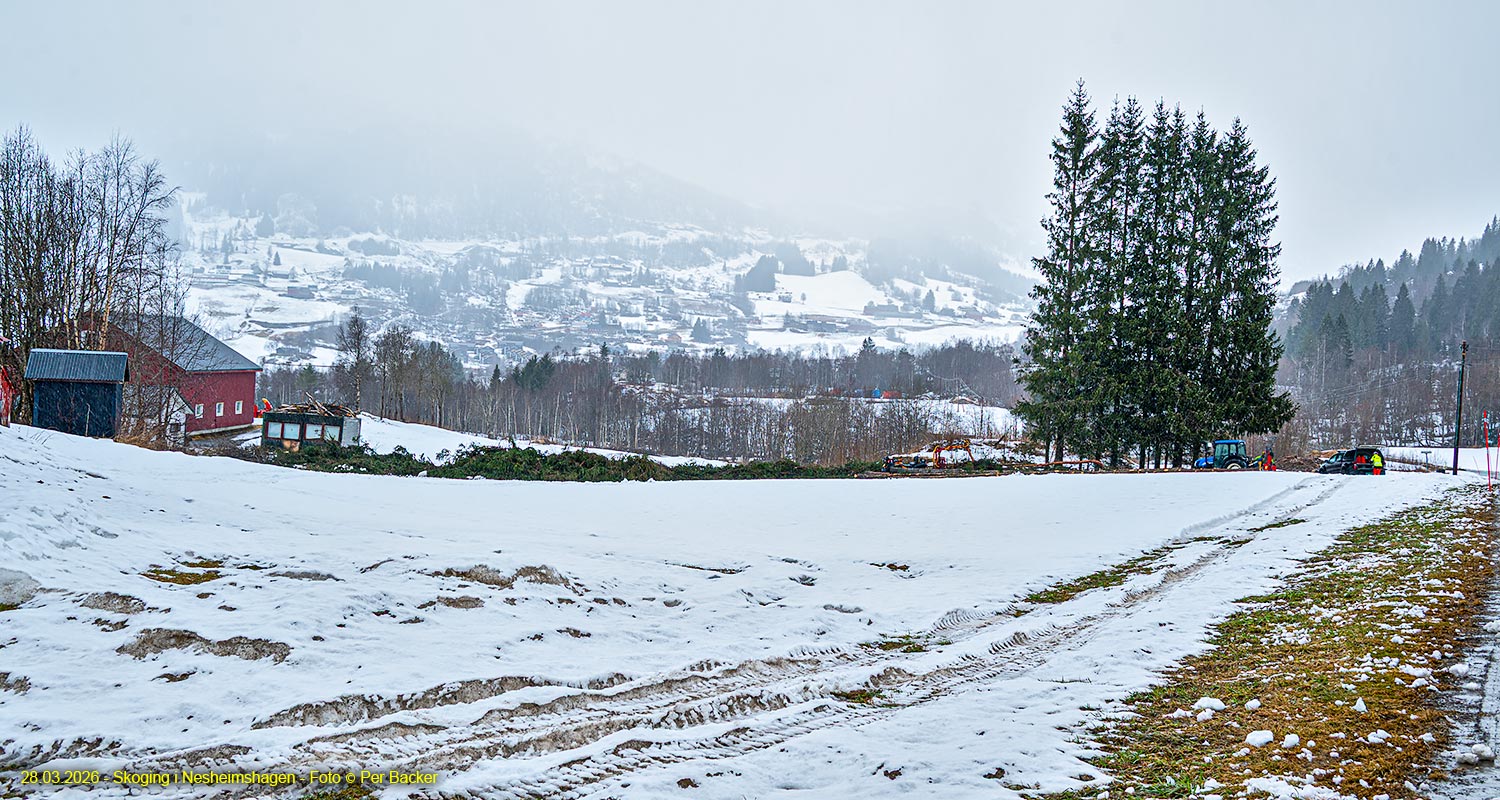 Skoging i Nesheimshagen