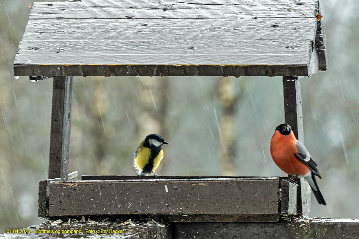 Kjøttmeis og dompapp