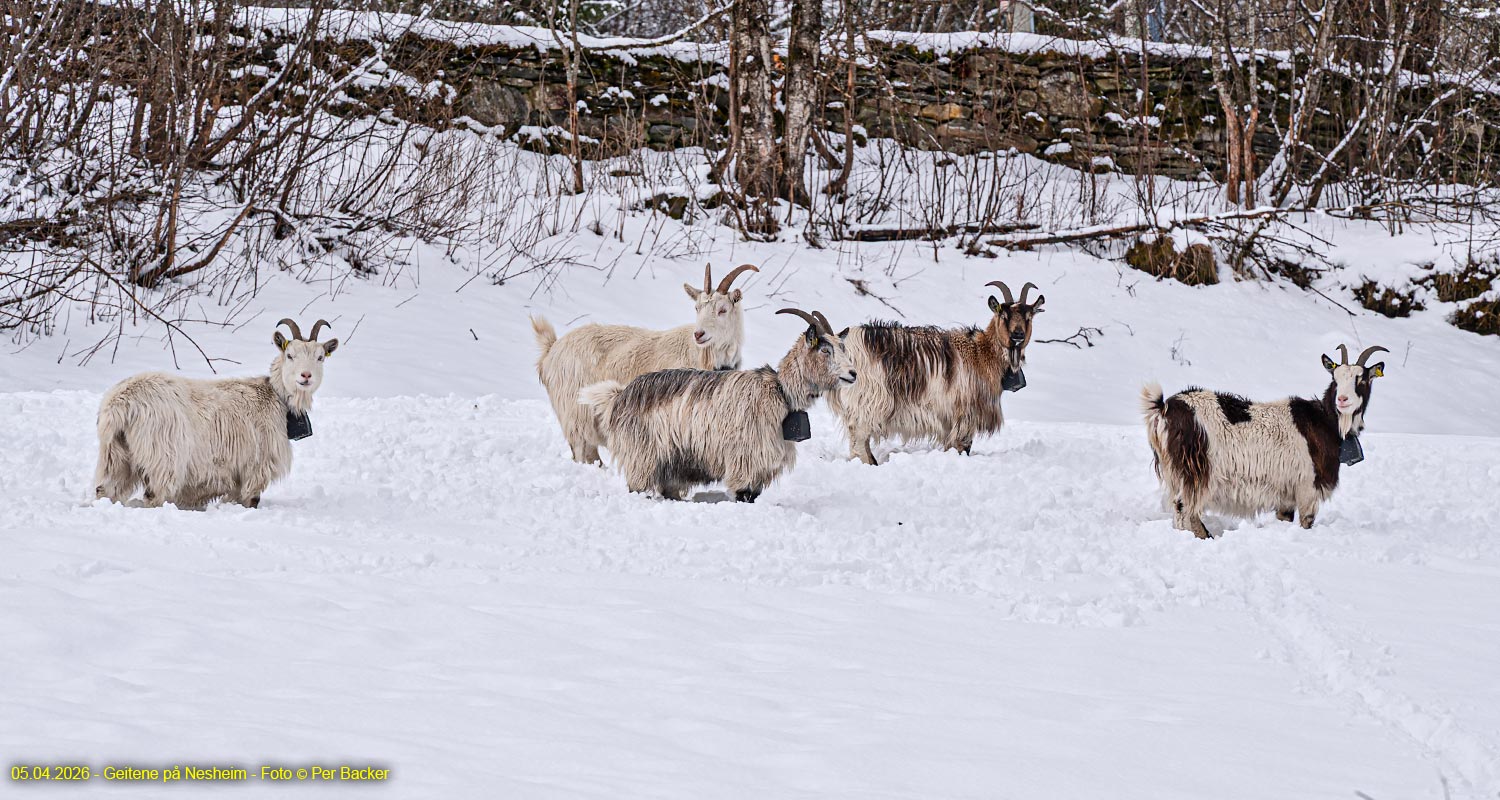 Geitene på Nesheim