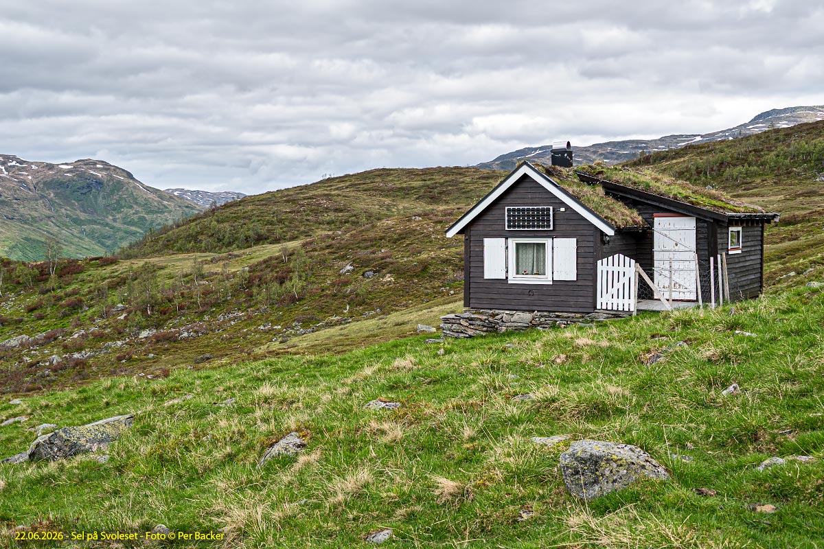 Sel på Svoleset