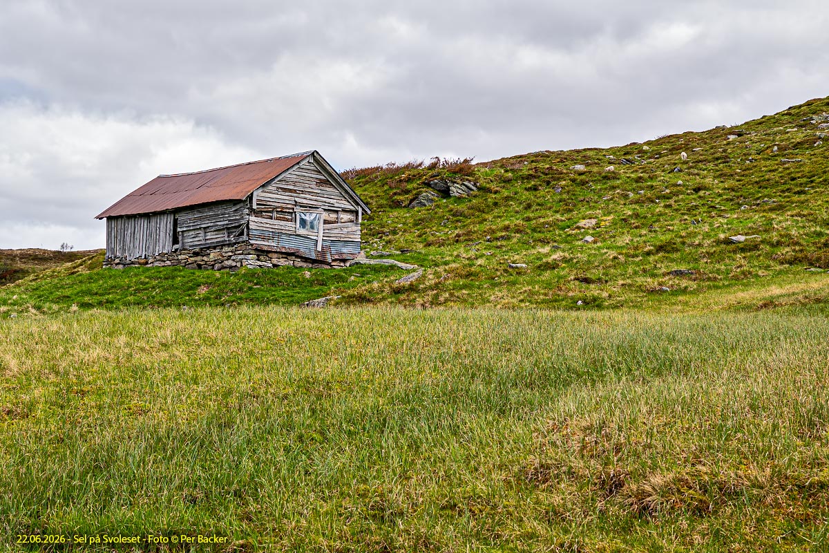 Sel på Svoleset