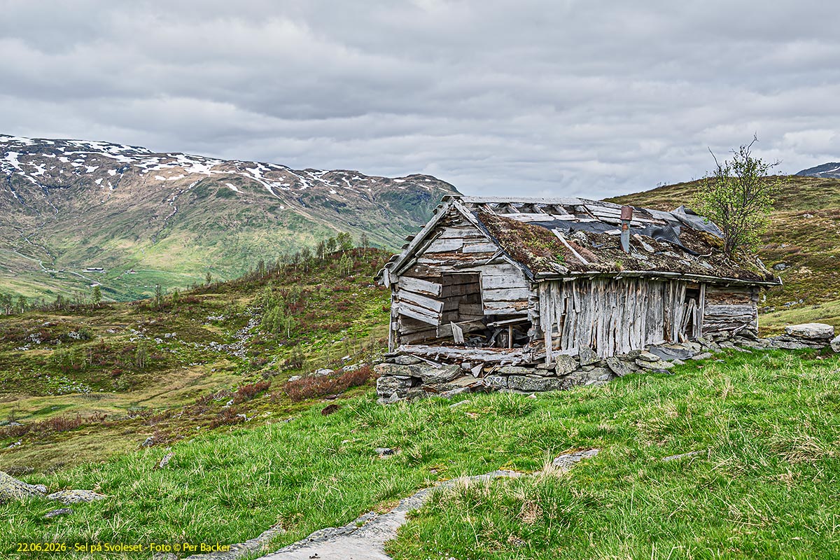 Sel på Svoleset