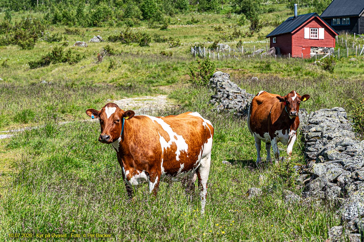 Kyr på Øyaset