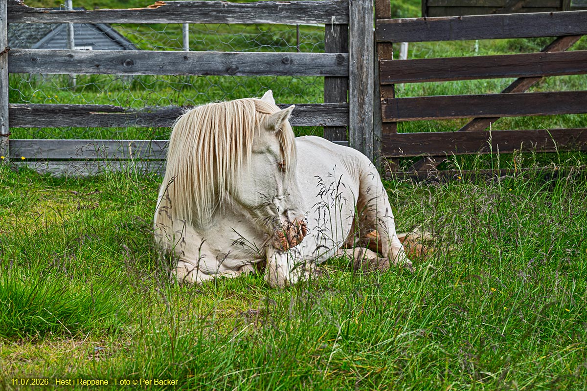 Hest i Reppne