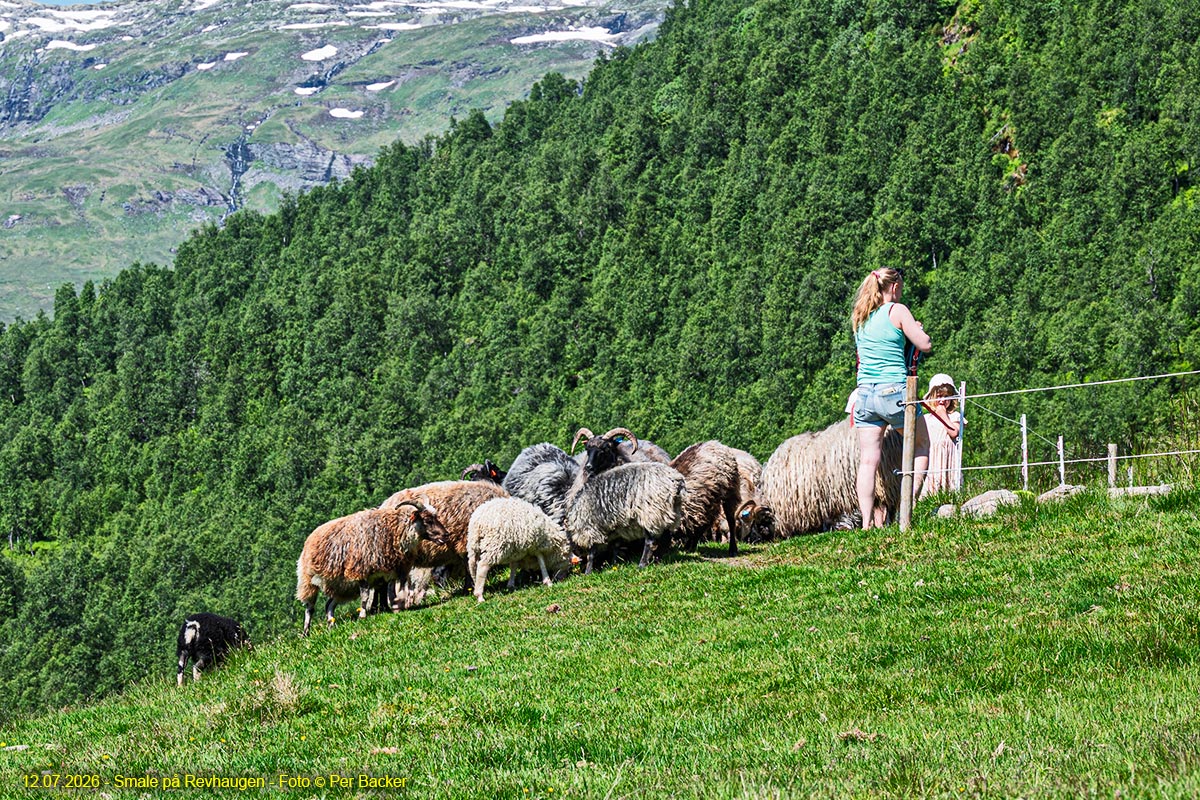 Smale på Revhaugen