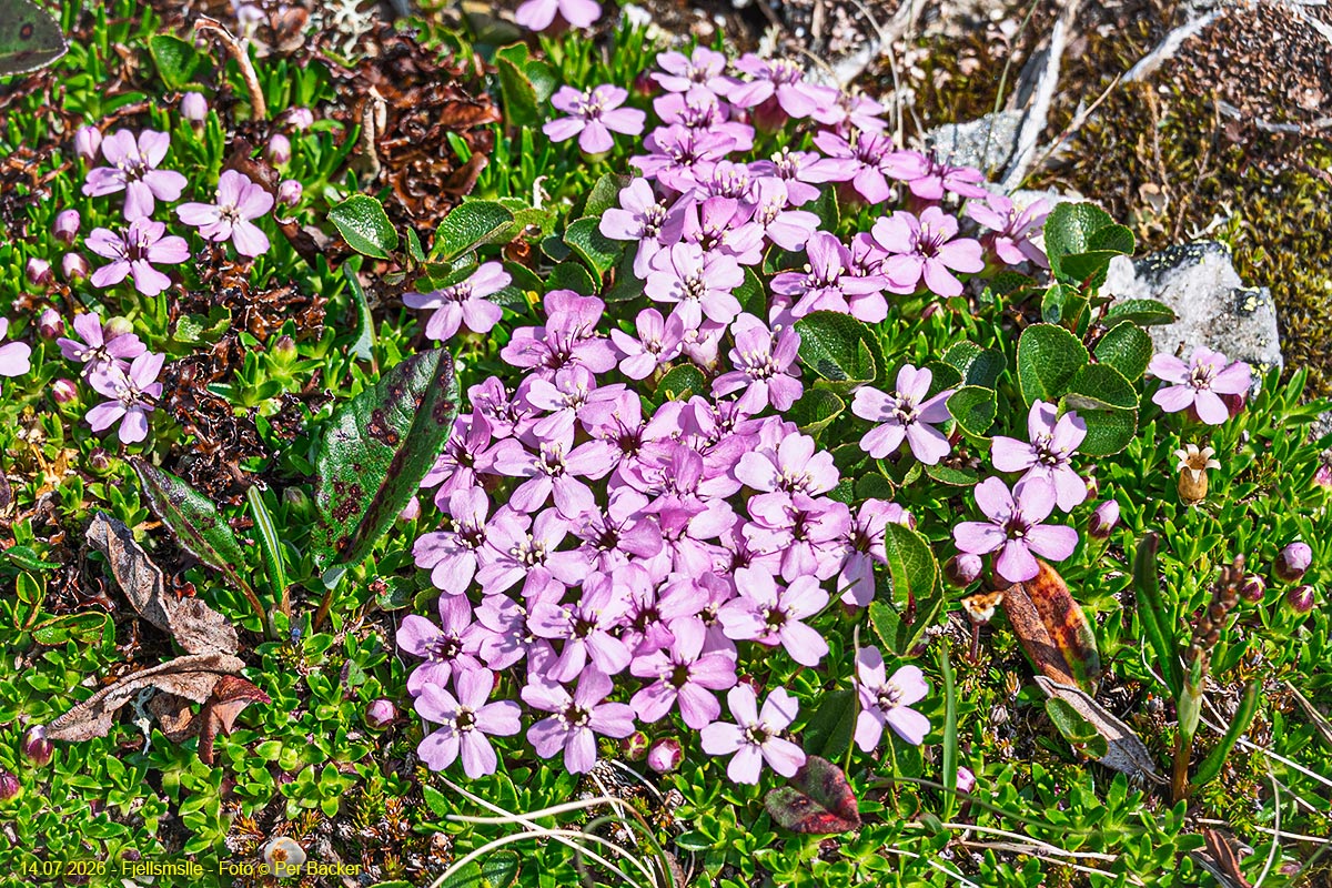 Fjellsmelle