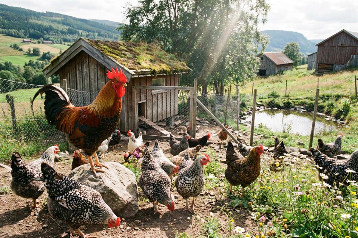 I hønsegarden (KI)