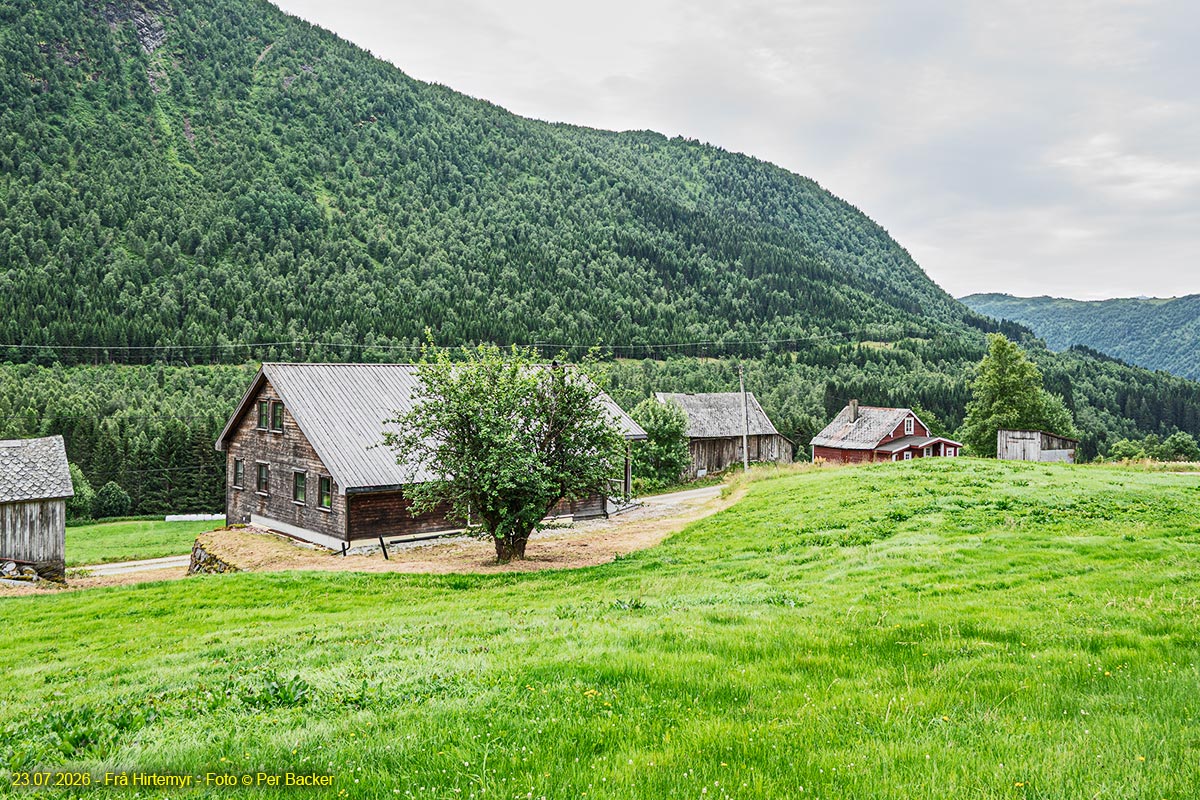 Hirtemyr