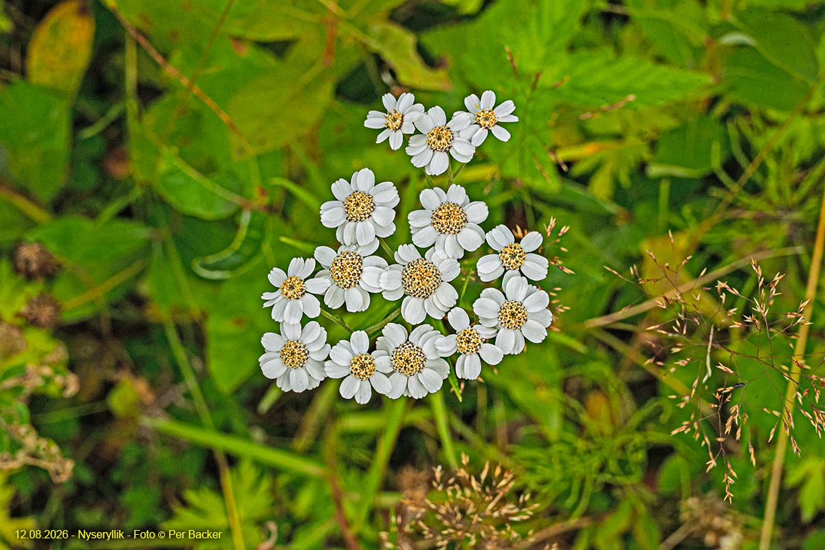 Nyseryllik