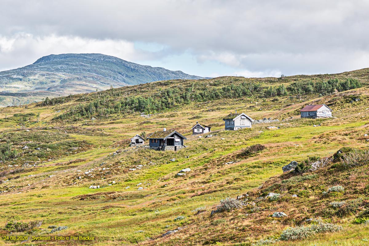 Svoleset