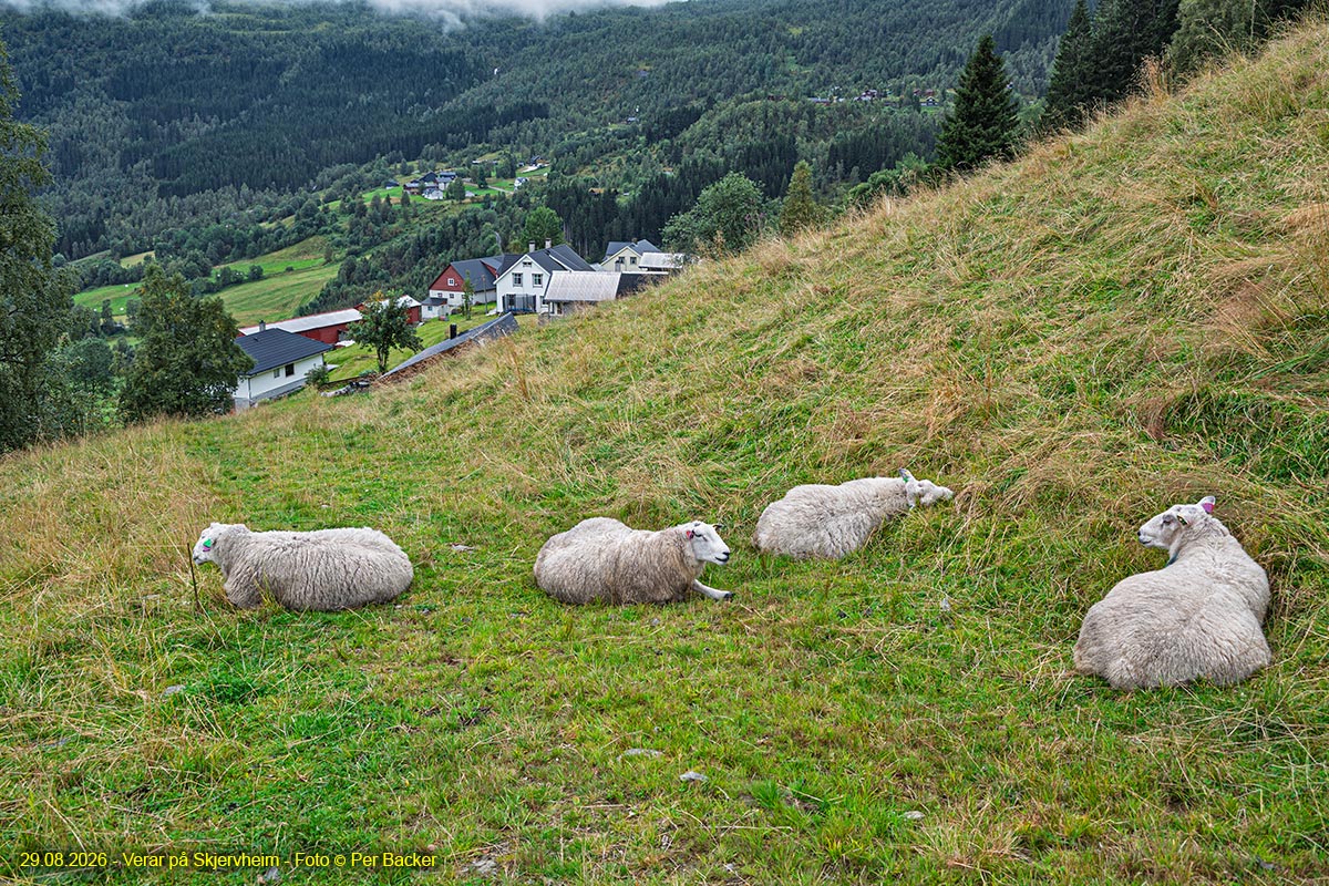 Verar på Skjervheim