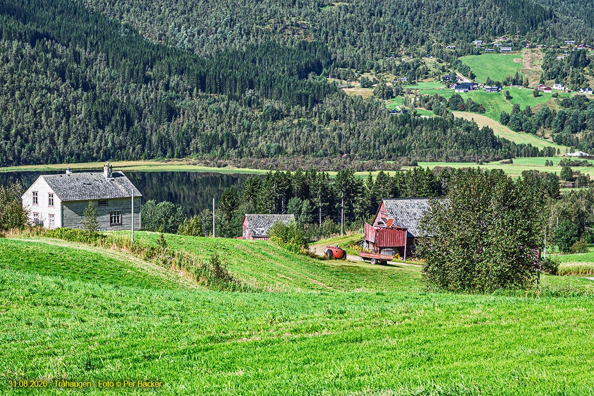 Tråhaugen