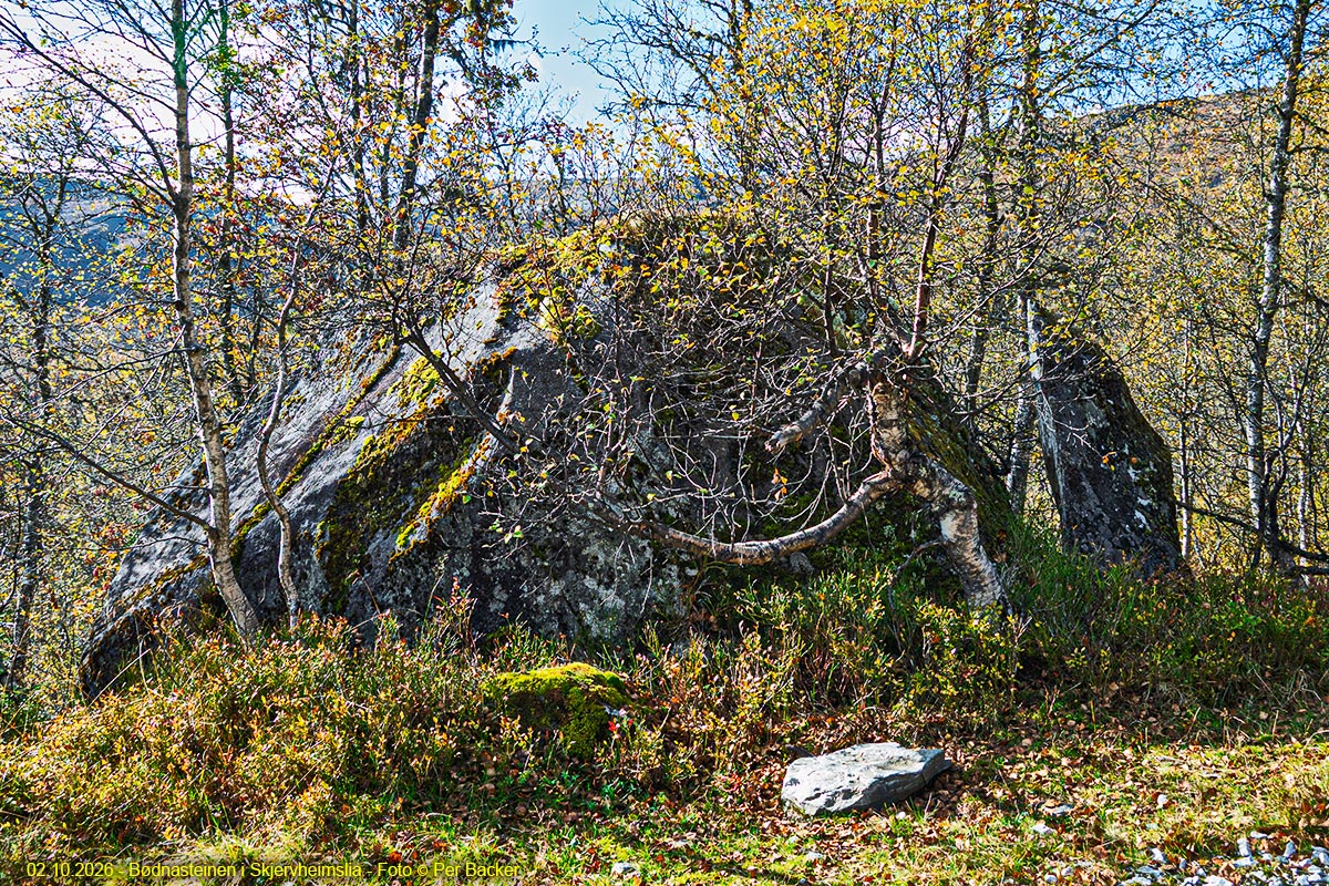 Bjødnasteinen i Skjervheimslia