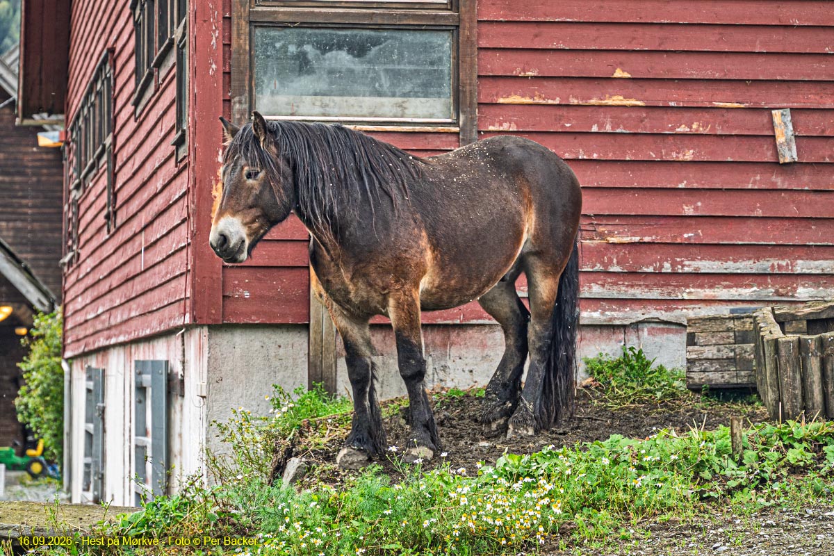 Hest på Mørkve