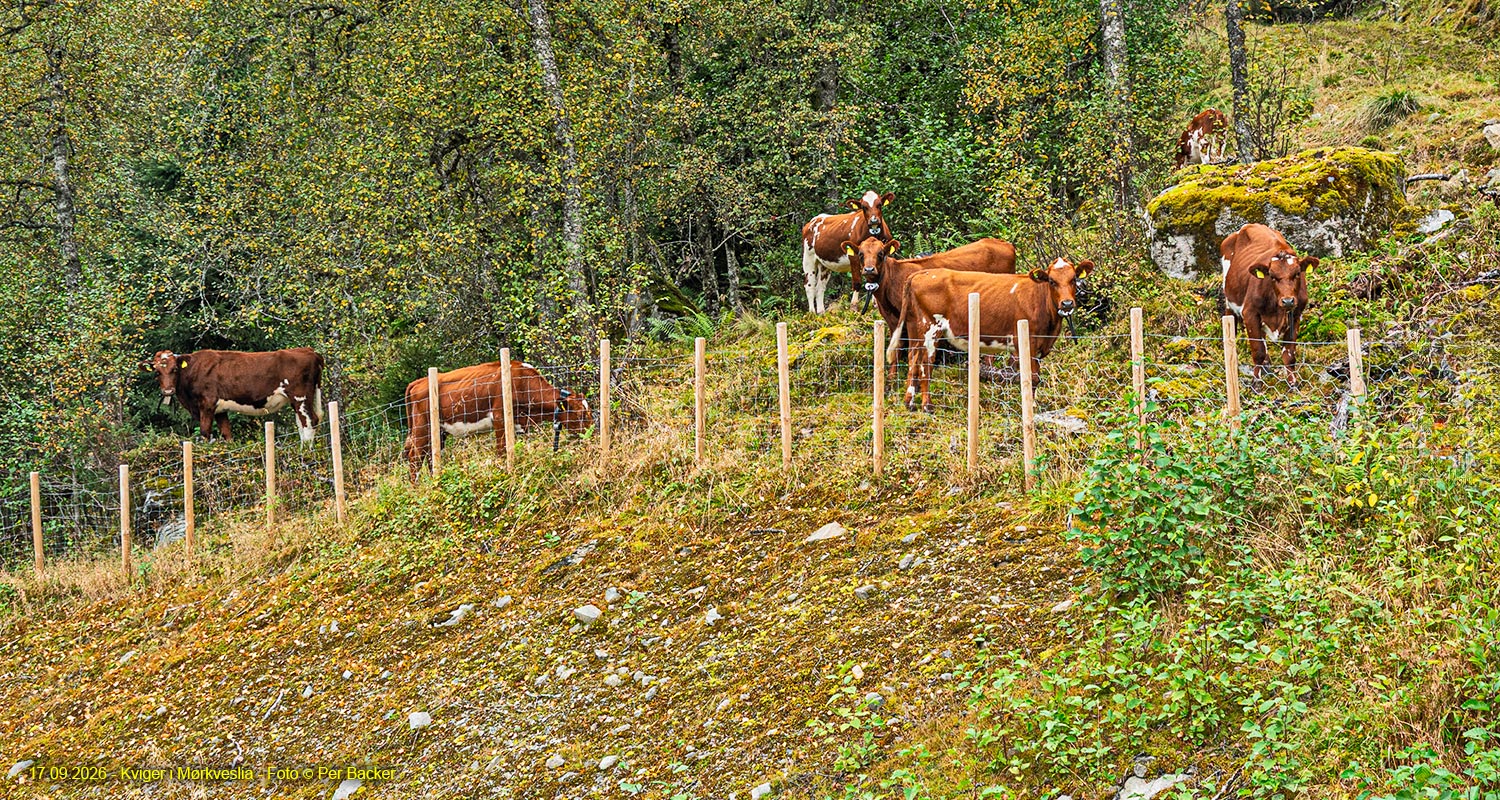 Kviger i Mørkveslia