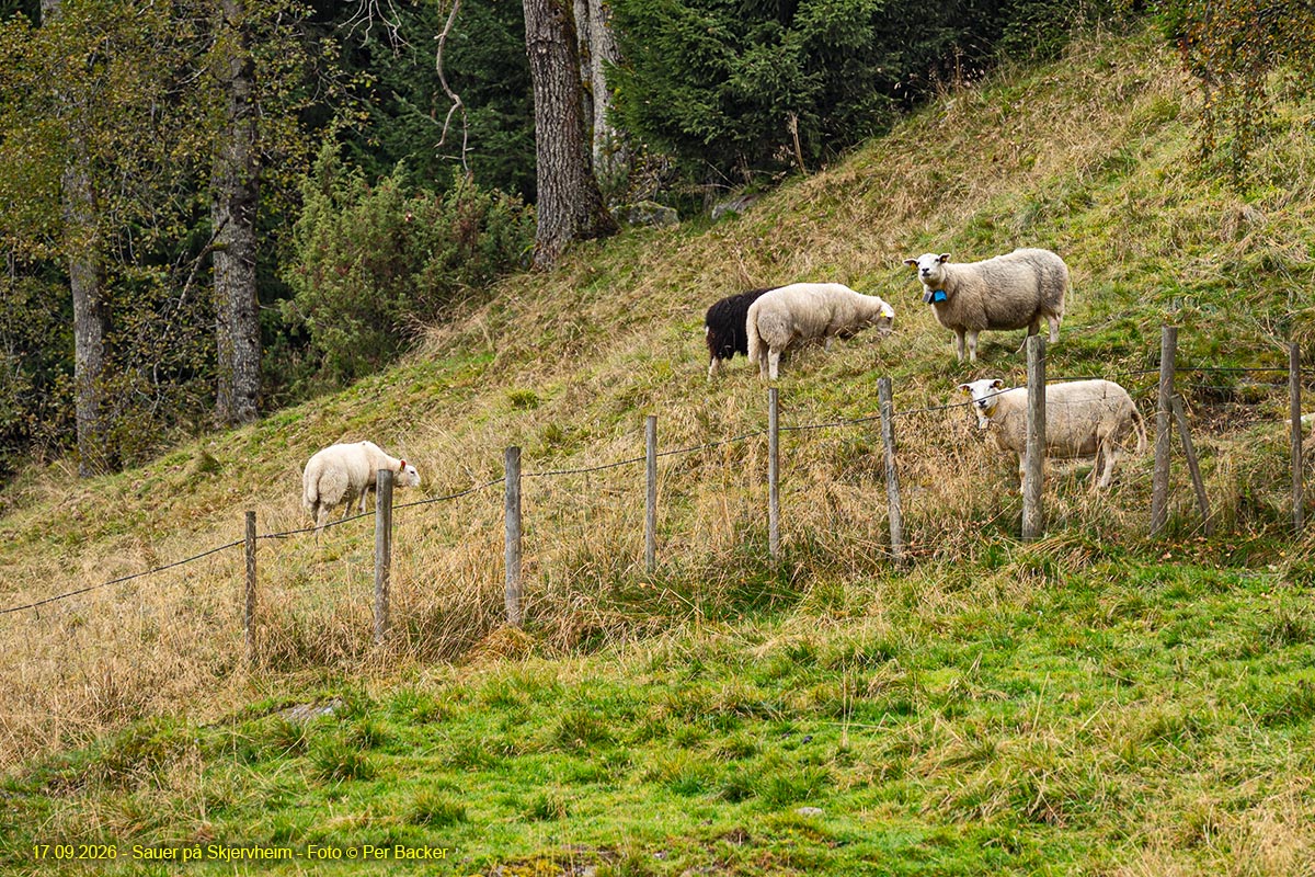 Sauer på Skjervheim