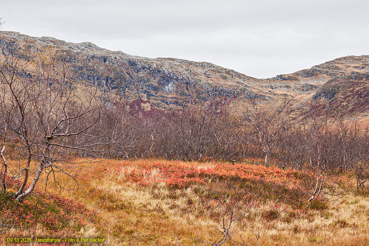 Haustfargar